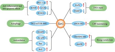 The Role of Sirt1 in Ischemic Stroke: Pathogenesis and Therapeutic Strategies